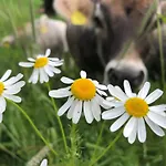 Gospodarstwo agroturystyczne Bioberghof Rohr