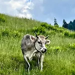 Bioberghof Rohr Gospodarstwo agroturystyczne Fieberbrunn