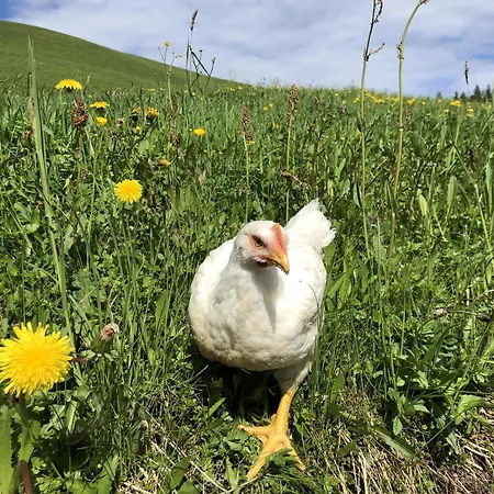 Bioberghof Rohr בית חווה *