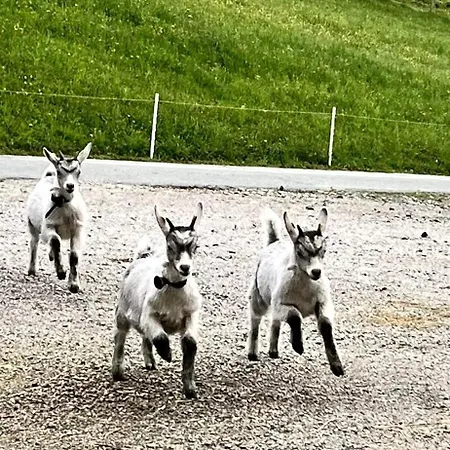 Bioberghof Rohr בית חווה *