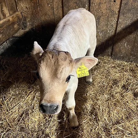 Bioberghof Rohr בית חווה