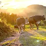 Bauernhof Bioberghof Rohr Fieberbrunn