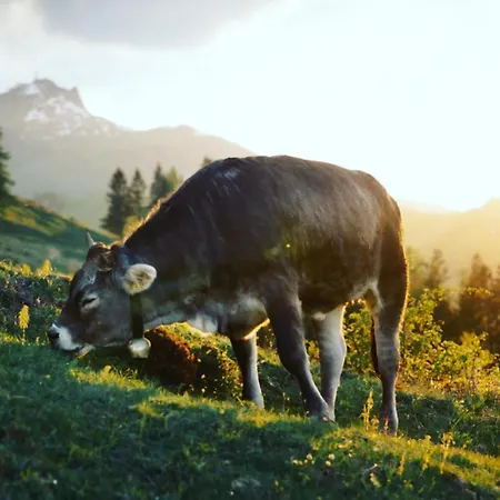 Bioberghof Rohr Gospodarstwo agroturystyczne
