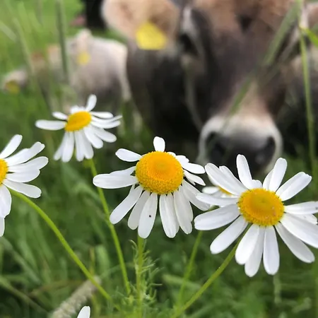 Gospodarstwo agroturystyczne Bioberghof Rohr