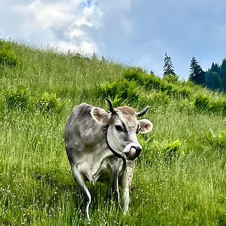 Bioberghof Rohr Gospodarstwo agroturystyczne Fieberbrunn